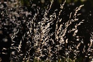 Sommer- Gras im das warm Nachmittag Sonne Nahansicht foto