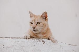 Porträt von ein rot Katze auf ein Licht Gebäude Hintergrund foto