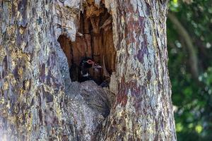 schwarz Ente im das hohl von ein groß alt Baum im das Park foto