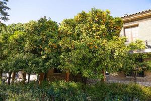 manaryn Baum mit Orange Früchte gegen das Hintergrund von Kraut Blätter foto