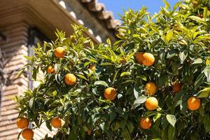 manaryn Baum mit Orange Früchte gegen das Hintergrund von Kraut Blätter foto