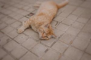 Ingwer Katze faulenzen auf das Beton Pflaster auf ein warm Nachmittag foto