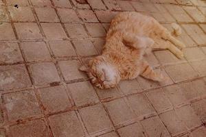 Ingwer Katze faulenzen auf das Beton Pflaster auf ein warm Nachmittag foto