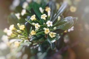 Weiß Blume von ein Busch Nahansicht gegen ein Hintergrund von Grün Blätter im Sonnenschein Frühling Tag im das Park foto