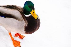 männliche Stockente auf Schnee foto