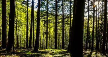 tolle Natur Hintergrund - - schön Landschaft foto