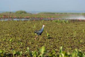 bronzegeflügelt Jacana Vogel Gehen im das Sumpf foto