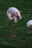 Flamingo im das Gras foto