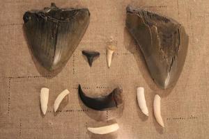 Megalodon Haie Zähne Sammlung foto