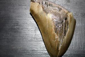 Megalodon Haie Zähne Sammlung foto