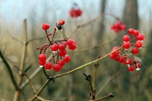 rot Viburnum Beeren mit Regentropfen, Herbst Landschaft foto