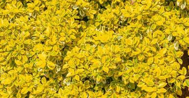 Banner mit Panorama- Aussicht von dekorativ Busch, Garten Strauch mit Gelb Blätter wie ein Hintergrund mit Kopieren Raum. Konzept Frühling, Erneuerung und Glück. foto