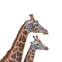 Porträt von afrikanisch hoch Giraffen, ein Mutter schützen ihr jung Kalb isoliert beim Weiß Hintergrund. Konzept Biodiversität und Tierwelt Erhaltung im Afrika. foto