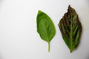zwei Basilikum Blätter foto