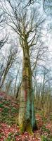 Vertikale Panorama. uralt alt Buche Baum bedeckt mit Moos, Deutschland, beim warm Sonnenuntergang Frühling Abend foto