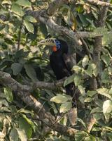 ein weiblich rüschenhalsig Nashornvogel oder Aceros Nipalensis beobachtete im Latpanchar im Westen Bengalen, Indien foto