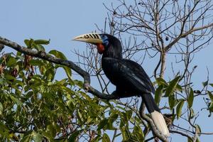 ein weiblich rüschenhalsig Nashornvogel oder Aceros Nipalensis beobachtete im Latpanchar im Westen Bengalen, Indien foto