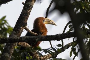 ein männlich rüschenhalsig Nashornvogel oder Aceros Nipalensis beobachtete im Latpanchar im Westen Bengalen, Indien foto