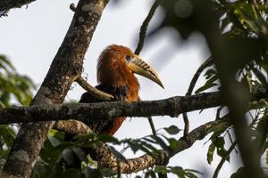 ein männlich rüschenhalsig Nashornvogel oder Aceros Nipalensis beobachtete im Latpanchar im Westen Bengalen, Indien foto