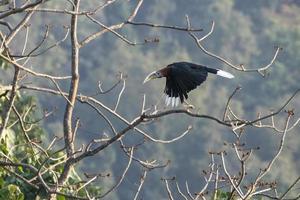 ein männlich rüschenhalsig Nashornvogel oder Aceros Nipalensis beobachtete im Latpanchar im Westen Bengalen, Indien foto