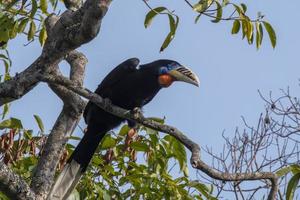 ein weiblich rüschenhalsig Nashornvogel oder Aceros Nipalensis beobachtete im Latpanchar im Westen Bengalen, Indien foto