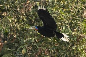 ein weiblich rüschenhalsig Nashornvogel oder Aceros Nipalensis beobachtete im Latpanchar im Westen Bengalen, Indien foto