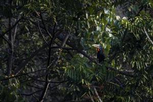 ein weiblich rüschenhalsig Nashornvogel oder Aceros Nipalensis beobachtete im Latpanchar im Westen Bengalen, Indien foto