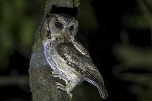 Halsband scops Eule oder otus lettia beobachtete im Latpanchar im Westen Bengalen, Indien foto