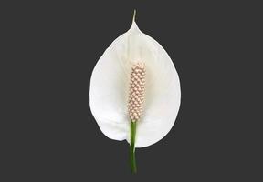 isoliert Weiß aracear Blume oder Frieden Lilie Blume mit Ausschnitt Pfade. foto