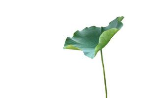 Isolierte Seerose oder Lotuspflanze mit Beschneidungspfaden. foto