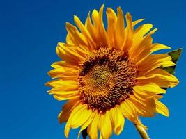 Sonnenblume gegen einen blauen Himmel foto