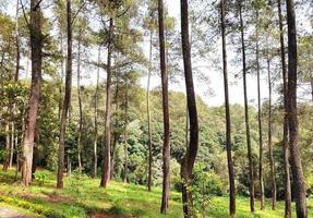 Landschaft im ein Kiefer Wald. Sommer- Kiefer Wald. foto