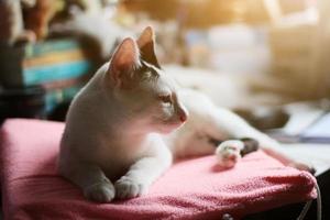 Kätzchen Weiß Katze Sitzung und genießen auf Rosa Kissen mit Sonnenlicht foto