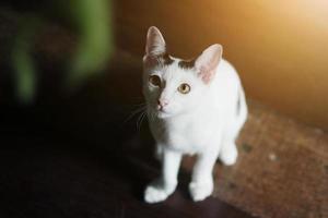 Kätzchen Weiß Katze Sitzung und genießen auf Holz Fußboden mit Sonnenlicht foto