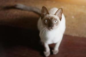 Siamese Katze Sitzung auf das Fußboden mit Sonnenlicht. foto