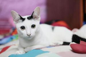 Kätzchen Weiß Katze Sitzung und genießen auf bunt Kissen mit Sonnenlicht foto