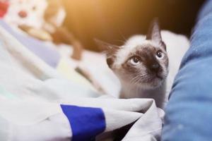 Siamese Katze Sitzung und genießen auf bunt Kissen foto