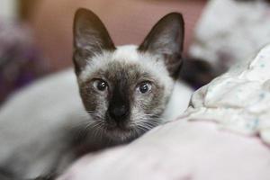 Siamese Katze Sitzung und genießen auf bunt Kissen foto