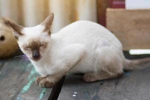 Kätzchen Siamesische Katze Sitzung und genießen auf Holz Terrasse mit Sonnenlicht foto