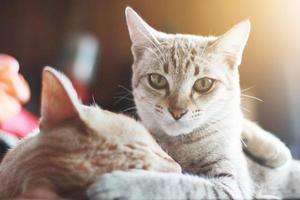 süß Orange Katze und grau gestreift Katze genießen und Schlafen auf das Tabelle foto