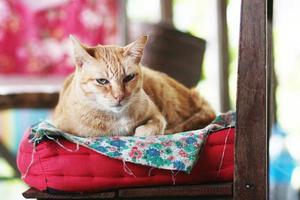 Orange Katze entspannen und Sitzung auf das Tabelle mit Sonnenlicht foto