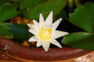 Weiß Lotus blühen oder Wasser Lilie Blume Blühen im Teich. foto