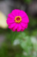 Blühen Rosa Zinnie elegans Blumen mit natürlich Licht im das Garten foto