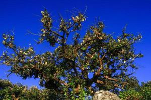 Baum und Felsen auf das Berg mit Blau Himmel Hintergrund foto