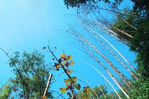 trocken Bambus Bäume gegen Blau Himmel im Wald auf das Berg foto