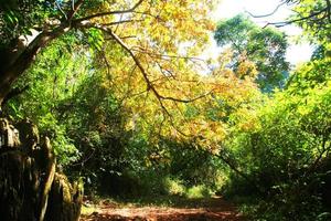 schön Orange und Gelb Blätter Ast von Baum mit Blau Himmel im Wald auf das Berg foto