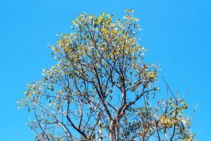 schön gestalten von Baum Ast gegen Blau Himmel. foto