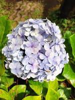 Hortensie Blume oder Hortensie Macrophylla im das Garten, mit Morgen Tag Licht. foto