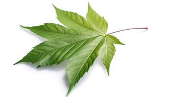 Grün Rolle Bohne Blatt oder Ricinus Kommunismus Blatt isoliert auf Weiß Hintergrund. foto