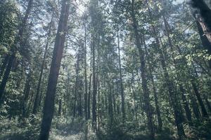 Hintergrund getönt Bild mit Sanft Fokus von sonnendurchflutet Grün Sommer- Wald Dickicht. foto